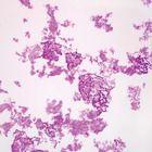 Drosophila Chromosomes Microscope Slide, smear