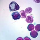 Cerebratulus Late Development, w.m. Microscope Slide
