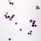Sea Urchin Microscope Slides, w.m.