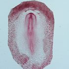 Chick 20-22 hr, w.m. Microscope Slide