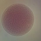 Starfish Unfertilized Wm Microscope Slide