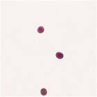 Starfish Fertilized, w.m. Microscope Slide