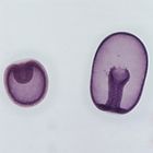 Starfish Embryology Cleavage Microscope Slides, w.m.