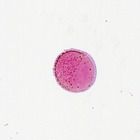 Frog Embryo Cleavage Microscope Slides, rep. sag. sec.