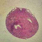 Frog Embryo Neural Groove Microscope Slides Cross Section