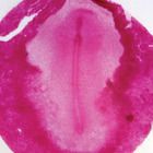 Chick Embryo 18-Hour Slides