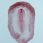 Chick Embryo 33-Hour Slides