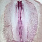 Chick Embryo 24-Hour Slides