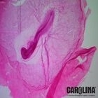 Chick 38-43 hr, w.m. Microscope Slide