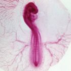 Chick Embryo 48-Hour Slides