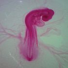 Chick 56 hr, w.m. Microscope Slide