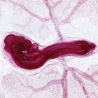 Chick 60-70 hr, w.m. Microscope Slide