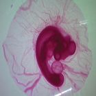 Chick 80 hr, w.m. Microscope Slide