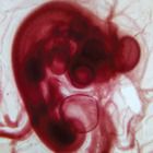 Chick Embryo 96-Hour Slides