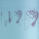 Chick Composite rep. sag. sec. Microscope Slide