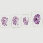 Pig Embryology 8 12 Mm Slides