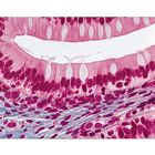 Simple Columnar Epithelium Microscope Slides