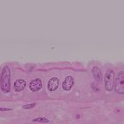 Simple Squamous Epithelium Microscope Slides