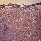 Loose and Dense Connective Tissues Microscope Slides