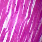 Cardiac Muscle Microscope Slides