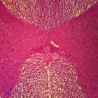Mammal Spinal Cord Microscope Slides, c.s. 7 µm