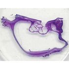 Mammal Cochlea, l.s., 7 &#181;m, H&E, Microscope Slide