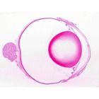 Mammal Eye, median l.s., 7 &#181;m, H&E, Microscope Slide