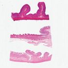 Mammal Stomach Composite, sec. 7 &#181;m H&E Microscope Slide