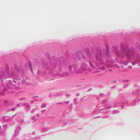 Mammal Olfactory Epithelium Slide 7 Um H E