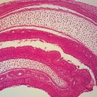 Mammal Trachea Microscope Slides Cross Section