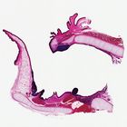 Mammal Larynx Slide, 7 &#181;m, H&E