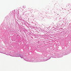 Female Mammal Urethra Slide, c.s., H&E