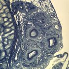 Testis Microscope Slides