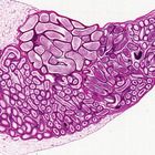 Epididymis Microscope Slides