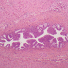 Human Male Urethra Slide, c.s., 7 &#181;m, H&E