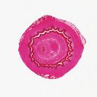 Human Penis, sec. 7 &#181;m, H&E Microscope Slide