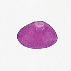 Mammal (Pituitary) Hypophysis, sec. 7 &#181;m, H&E Microscope Slide