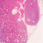 Mammal Thyroid Gland and Parathyroid Gland, sec. 7 &#181;m H&E Microscope Slide