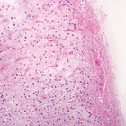 Mammal Adrenal Gland Slide, 7 &#181;m, H&E