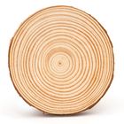 Tree Cross Section (Cookie), Pack of 15