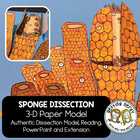 Scienstructable 3D Dissection Model&reg;: Sponge Paper Model