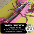 Scienstructable 3d Dissection Model Crayfish Paper Dissection