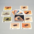 Forensic Insect Identification Cards