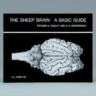 The Sheep Brain A Basic Guide