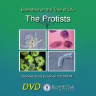 Branches On The Tree Of Life The Protists Dvd