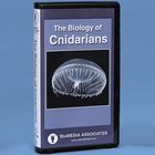 Cnidarians Dvd