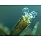 Rotifers and Nematodes, DVD, 20 minutes