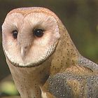 Carolina&reg; All That Remains: Investigating Owls Through Owl Pellet Labs DVD