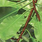 Biovideo: Introduction to Photosynthesis, DVD