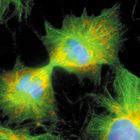 Basics of Genetics: Cellular Reproduction: Mitosis, Cytokinesis, and the Cell Cycle DVD